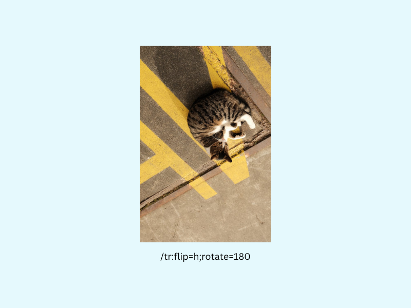 Rotate and flip a cat it will land on its legs